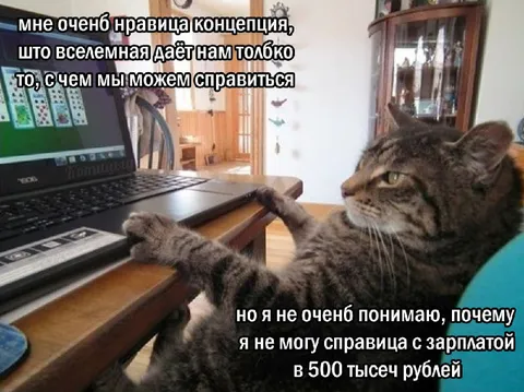 Кот не справляется с зарплатой