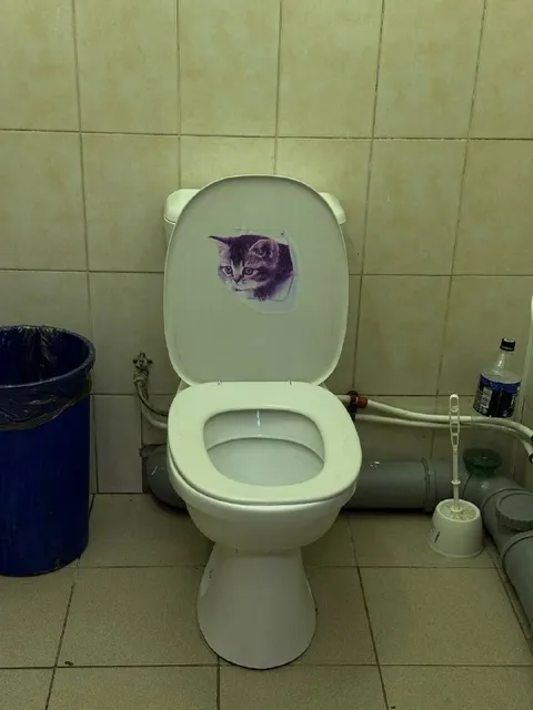 Кот на крышке унитаза