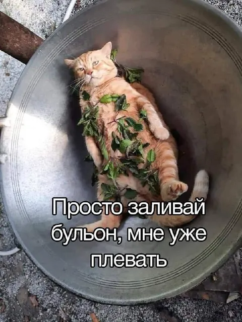 Кот в тазу с бульоном