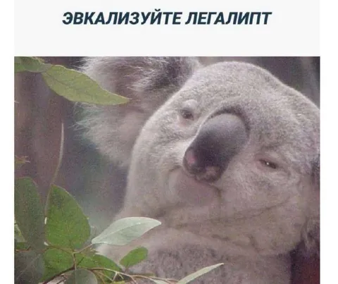 Эвкализуйте легалипт