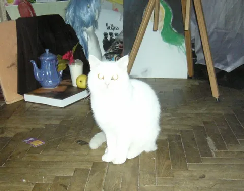 White Cat Stares Intensely