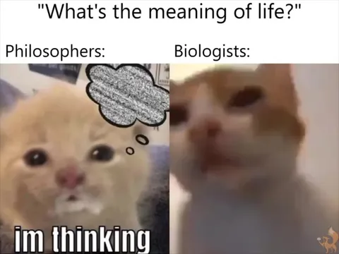 Cats Debate the Meaning of Life