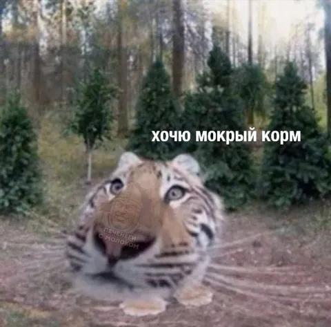 Тигр хочет мокрый корм