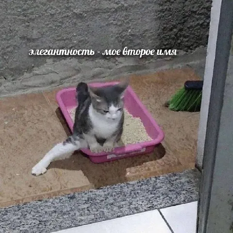 Элегантный кот в лотке