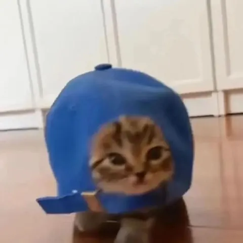 Кот в синем шлеме