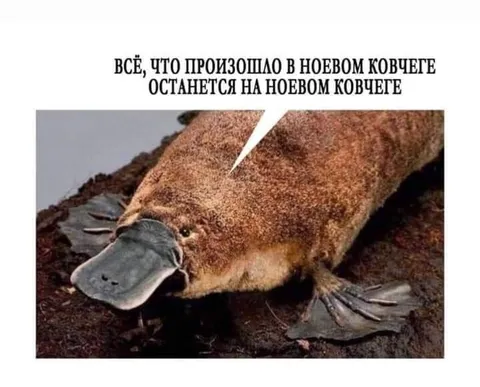 Всё останется на ковчеге