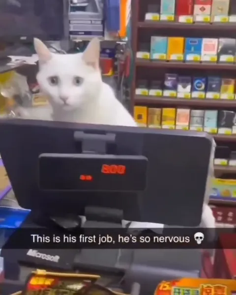 Nervous Cat Starts His First Job