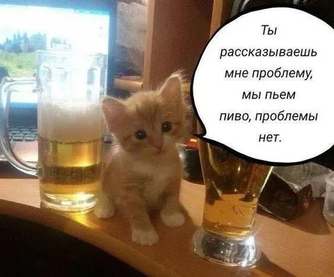 Котёнок за пивом без проблем