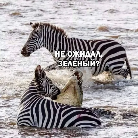 Зебра не ожидала зелёного