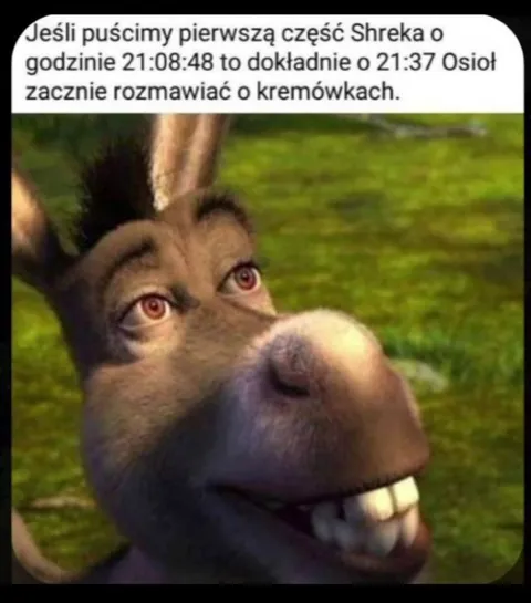 Osioł mówi o kremówkach
