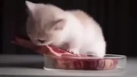 Котик крадёт бекон