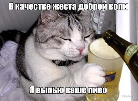 Кот выпьет ваше пиво