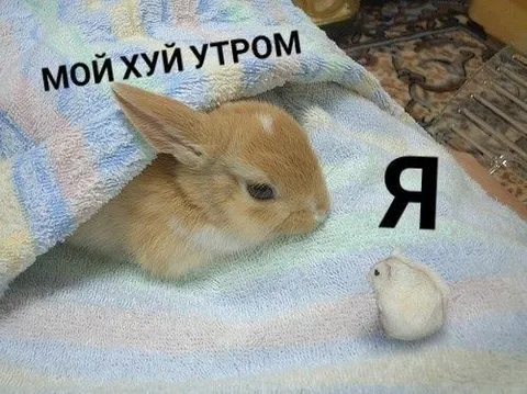 Мой хуй утром