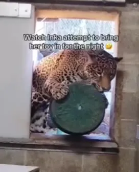 Leopard Brings Its Toy Inside