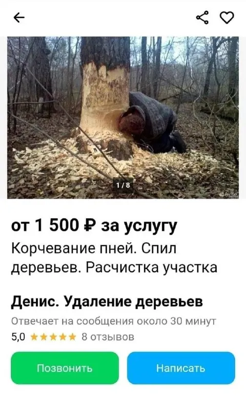 Бобёр рубит деревья за деньги