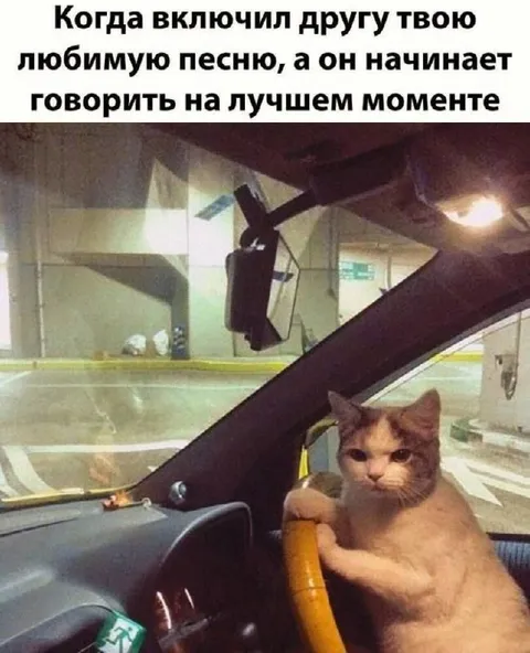 Кот за рулём слушает песню