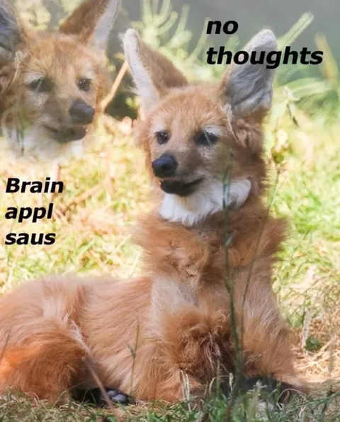 No Thoughts Brain Apple Sauce