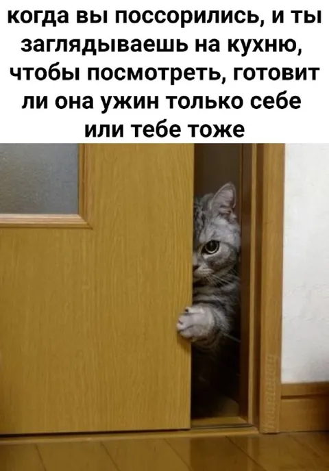 Кот проверяет ужин после ссоры