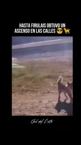 Firulais obtiene un ascenso