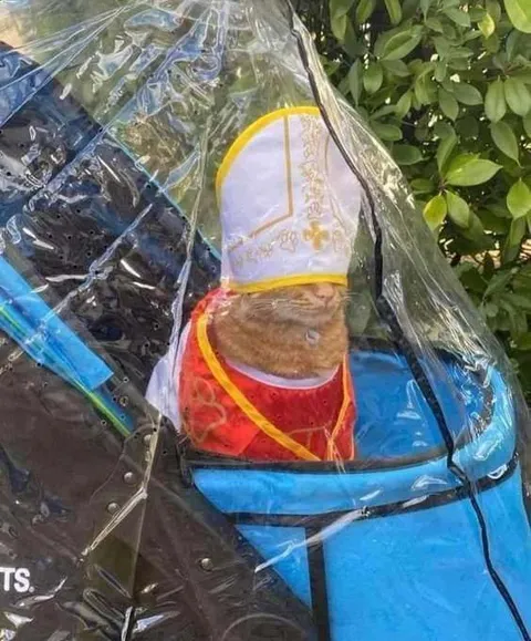 Питомец в прозрачном космокостюме
