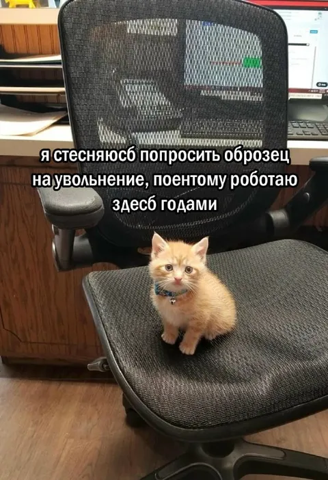 Кот годами не увольняется