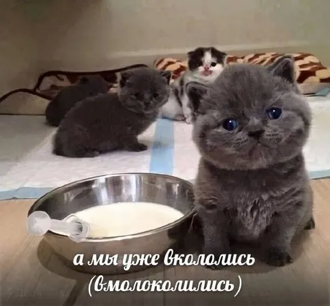 Мы уже вмолоколились