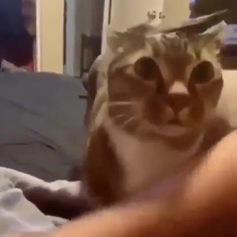 Кот Гордон Фримен в шоке