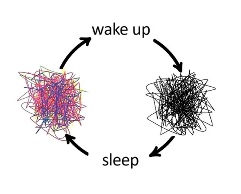 Wake Up Sleep Cycle