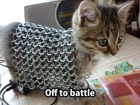 Kitten Ready for Battle