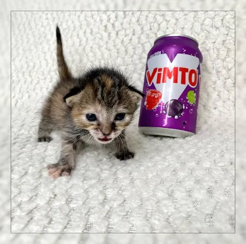 Kitten Beside Vimto Can