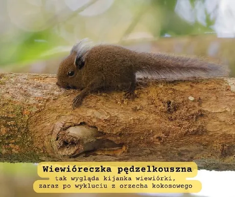 Wiewióreczka pędzelkouszna po wykluciu
