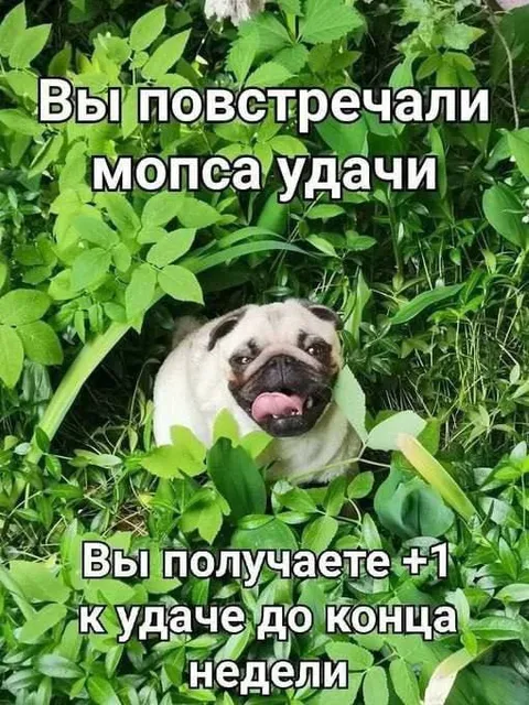 Мопс удачи на неделю