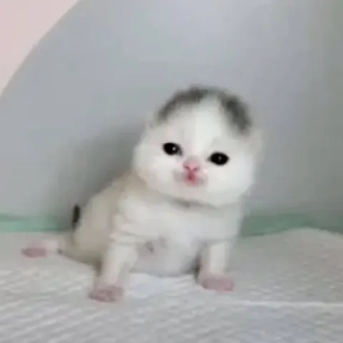 Милый котёнок в недоумении