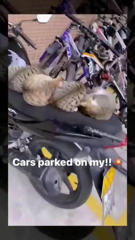 Cats Parked on My Motorcycle