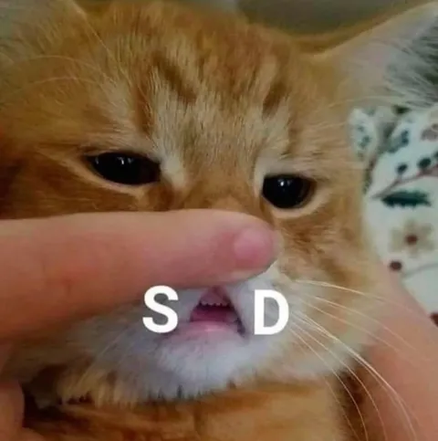 Cat Saying S D