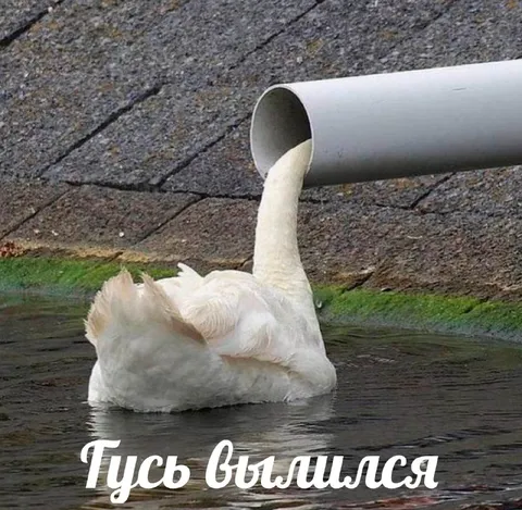 Гусь влился в трубу