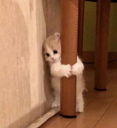 Котёнок выглядывает из-за ножки
