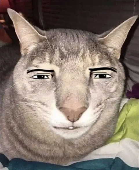 Кот с подозрительным взглядом