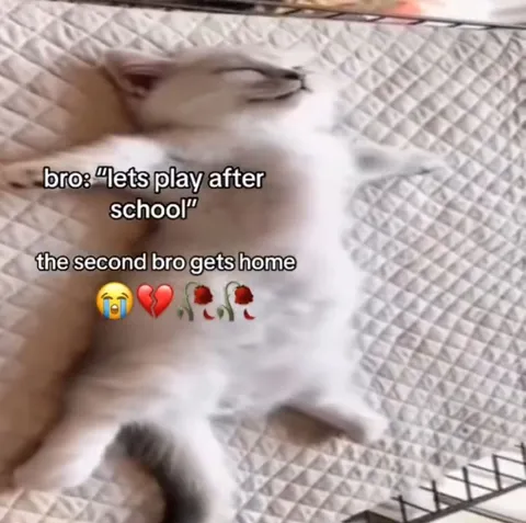 Bro Gets Home Too Late