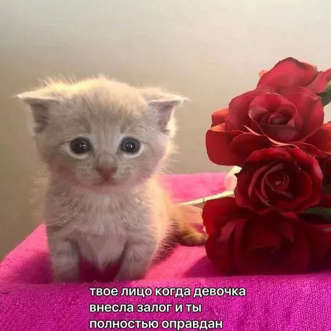 Котёнок полностью оправдан