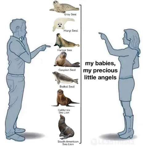 My Precious Little Seals
