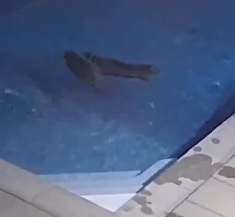 Два пловца в бассейне