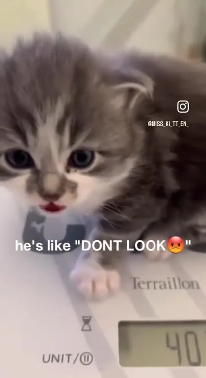 Angry Kitten Says Don't Look