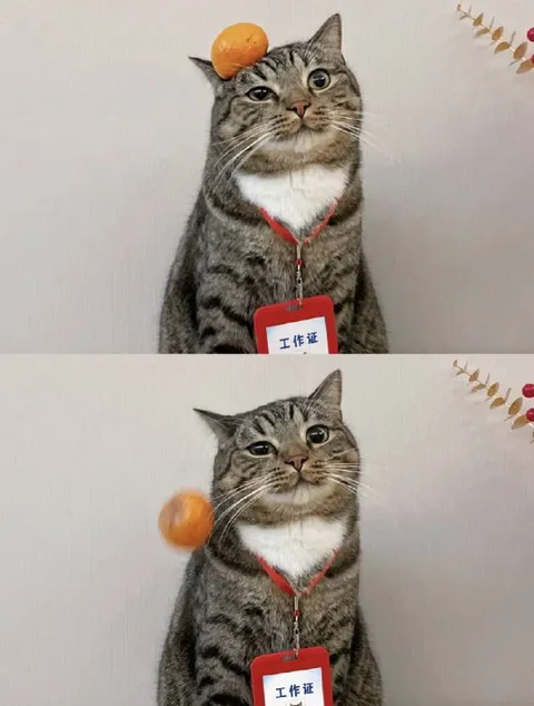 猫咪头顶橘子掉落