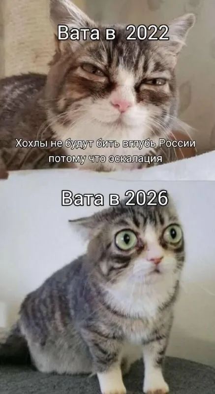 Вата в 2022 и 2026