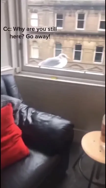 Seagull Refuses to Go Away