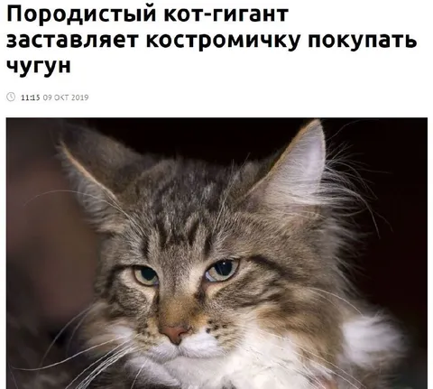 Кот-гигант заставляет покупать чугун