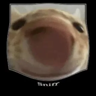 Distorted Dog Sniff