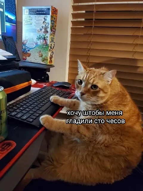 Кот хочет ласки на работе