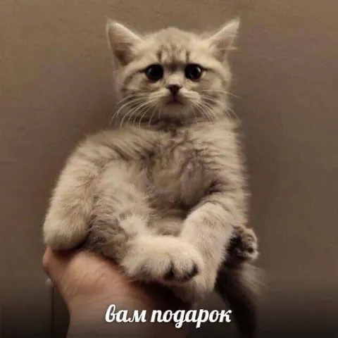 Вам подарок котёнок